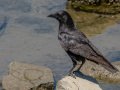 American Crow - Lake Cuyamaca, San Diego County, California, Apr 16, 2015
