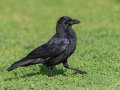 American Crow - Huntington Central Park--Shipley Nature Center, Orange County, California, Nov 24, 2018