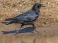 American Crow - San Diego River mudflats (including Robb Field & north side), San Diego, California, Nov 22, 2019