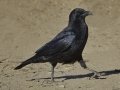 American Crow - San Diego River mudflats (including Robb Field & north side), San Diego, California, Dec 14, 2017
