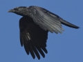 American Crow