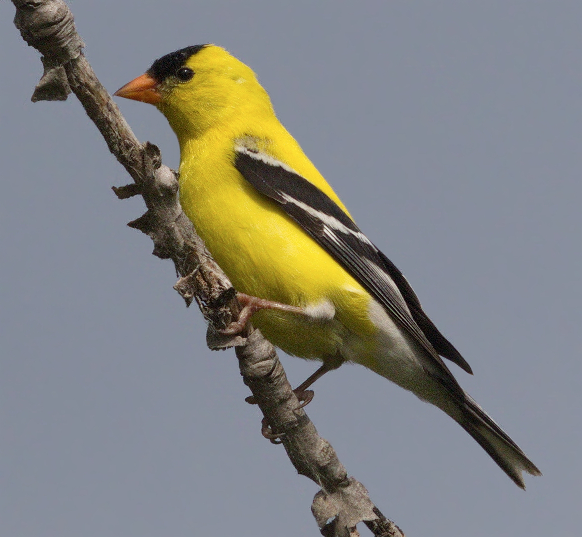 Птички с желтыми полосками. Птица с желтыми полосками на крыльях. Желтые птицы в Саратове. Птица с желтой спинкой. Птица с желтыми бочками.