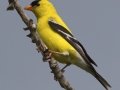 American Goldfinch