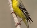 American Goldfinch