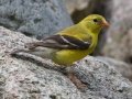 American Goldfinch