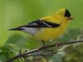 American Goldfinch