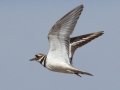 Killdeer