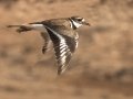 Killdeer