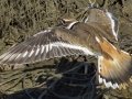 Killdeer