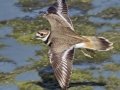 Killdeer