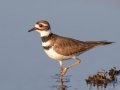 Killdeer
