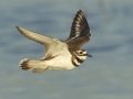 Killdeer