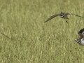 Killdeer