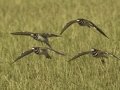 Killdeer