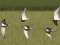 Killdeer