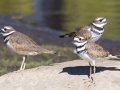 Killdeer