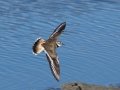 Killdeer