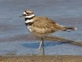 Killdeer