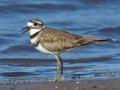 Killdeer