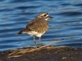 Killdeer