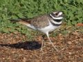 Killdeer