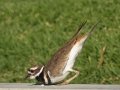 Killdeer
