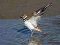 Killdeer - Robb Field