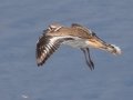 Killdeer - Robb Field