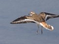 Killdeer - Robb Field