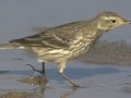 American Pipit