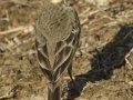 American Pipit