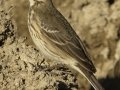 American Pipit