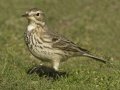 American Pipit