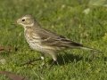 American Pipit