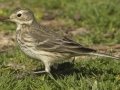American Pipit