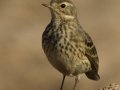 American Pipit