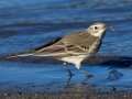 American Pipit