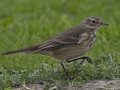 American Pipit
