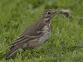 American Pipit