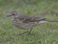American Pipit