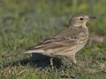 American Pipit