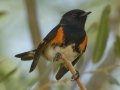 American Redstart