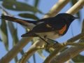 American Redstart