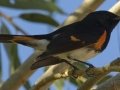 American Redstart