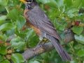 American Robin - Lake Cuyamaca, Julian, San Diego County, California, 6/4/2016