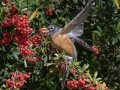 American Robin - Dos Picos County Park, Ramona, San Diego County, California, 2/8/2017