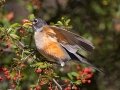 American Robin - Dos Picos County Park, Ramona, San Diego County, California, 12/1/2015