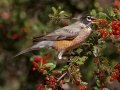 American Robin - Dos Picos County Park, Ramona, San Diego County, California, 12/1/2015