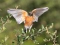 American Robin - Dos Picos County Park, Ramona, San Diego County, California, 1/21/2018