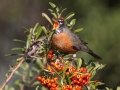 American Robin - Dos Picos County Park, Ramona, San Diego County, California, 1/21/2018